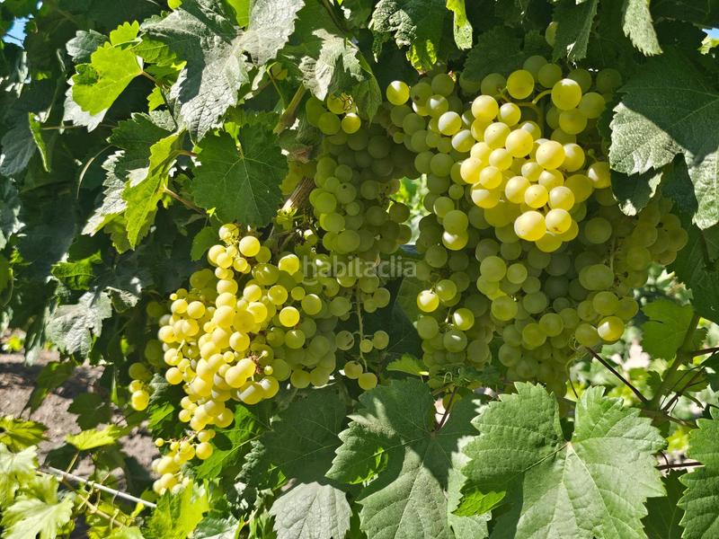 Foto 0f22e6ac-0a6e-4f00-ba9b-b5ea7a19dd58. Masia amb aparcament a Ctra Jerez-Ctra del Puerto Sanlúcar de Barrameda