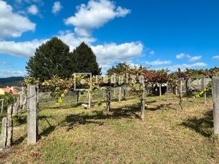 Solar industrial a Parroquias Rurales. Se vende viñedo de albariño en soutomaior
