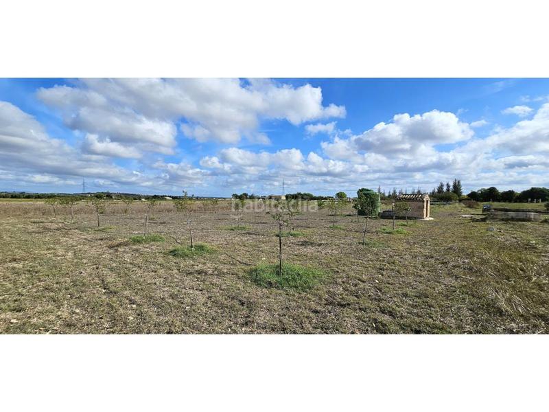 Foto 43239de3-9b0d-4265-b9a0-264484538fe0. Terreny residencial a Petra