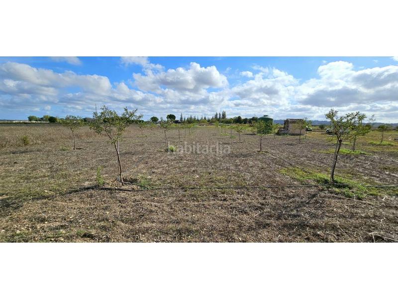 Foto b181699f-1cc4-4f45-9a92-c07d6815674e. Terreny residencial a Petra