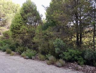 Residential Plot in Alginet