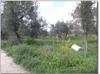 Residential Plot in Zona de la Vega