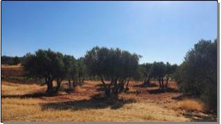 Terreno residenziale in Buenache de Alarcón