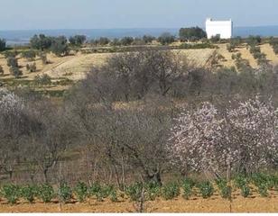Terreny residencial a Bonares