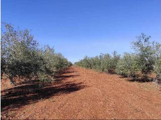Terrain résidentiel à Casco Antiguo