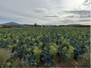 Terreno residenziale in Huércal - Overa