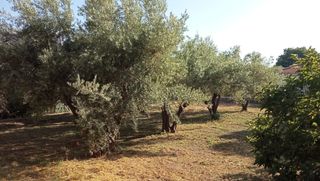 Finca rústica en Órgiva. Terreno agrícola en órgiva