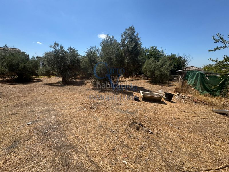 Foto 738ca16d-03a1-4c3e-a4b6-b2cc46877e47. Finca rústica a Arco Norte - Avda España Dos Hermanas
