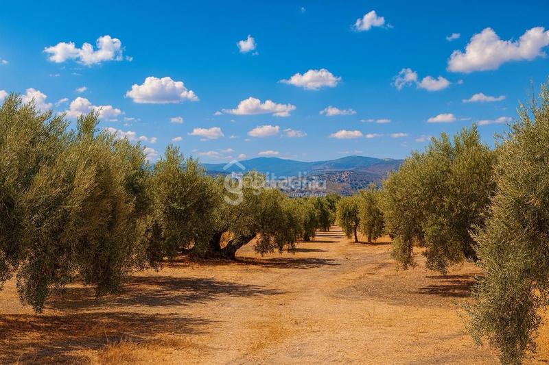 Foto 1bccdec2-4b64-4fb7-9eb3-af1e4a67c6f2. Landgut in Priego de Córdoba