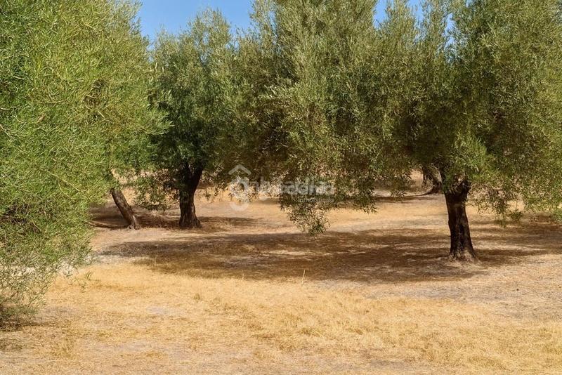 Foto 2ad63993-3ae4-4f3e-bd5e-2f6df39c540e. Landgut in Priego de Córdoba