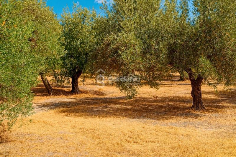 Foto 37c7aed1-4170-4e96-8c05-3d9bf0820652. Landgut in Priego de Córdoba