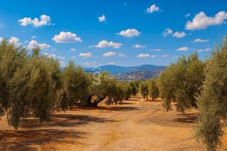 Finca rústica  Polígono 37 parcela 1166 urreli. Olivar en venta en priego de córdoba  3,2ha