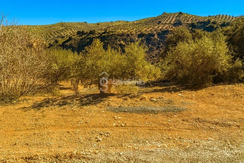 Foto af84712c-b003-4650-9ff2-7ae06ff433a9. Rural plot in Priego de Córdoba
