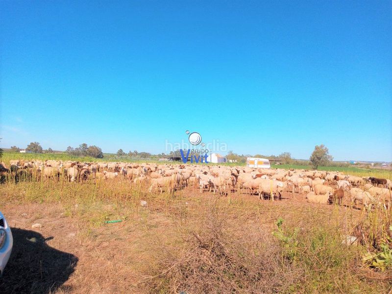 Foto bf4d46c8-aa2e-43df-9267-5dee7b1f4c42. Masia a Mairena del Alcor