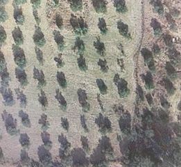 Terreny residencial a Mairena del Alcor. Terreno rústico en venta en mairena del alcor.