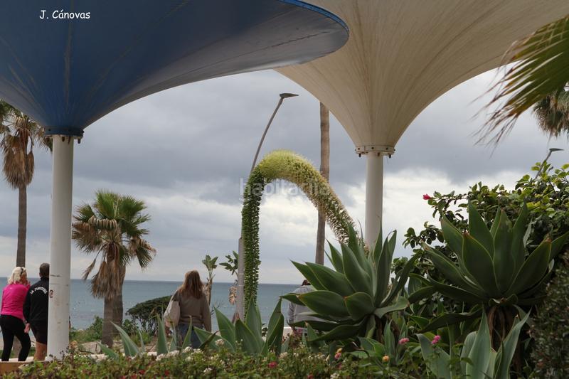 Foto bddd55eb-b558-454c-aeb0-1f0c73e474e0. Rent apartment with parking pool in Buenas Noches Estepona