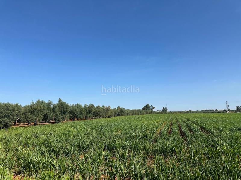 Foto 1383be26-7c18-4b1e-bd00-baab7ecc185c. Fondo rustico in Centro Utrera