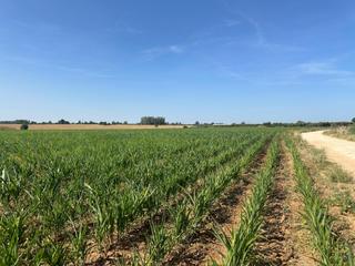 Propriété à Centro. Terreno agricola a 2km de utrera.