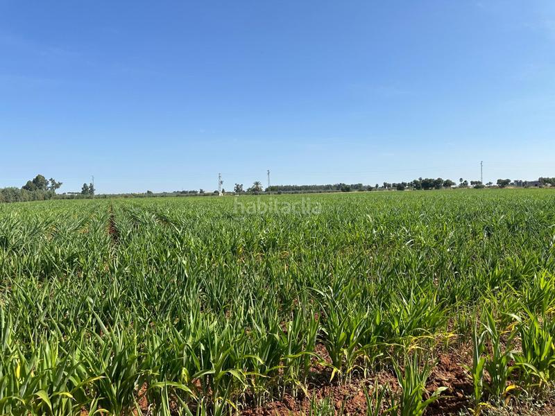 Foto 9266e3ec-7f89-457d-9636-51d2722f41ff. Fondo rustico in Centro Utrera