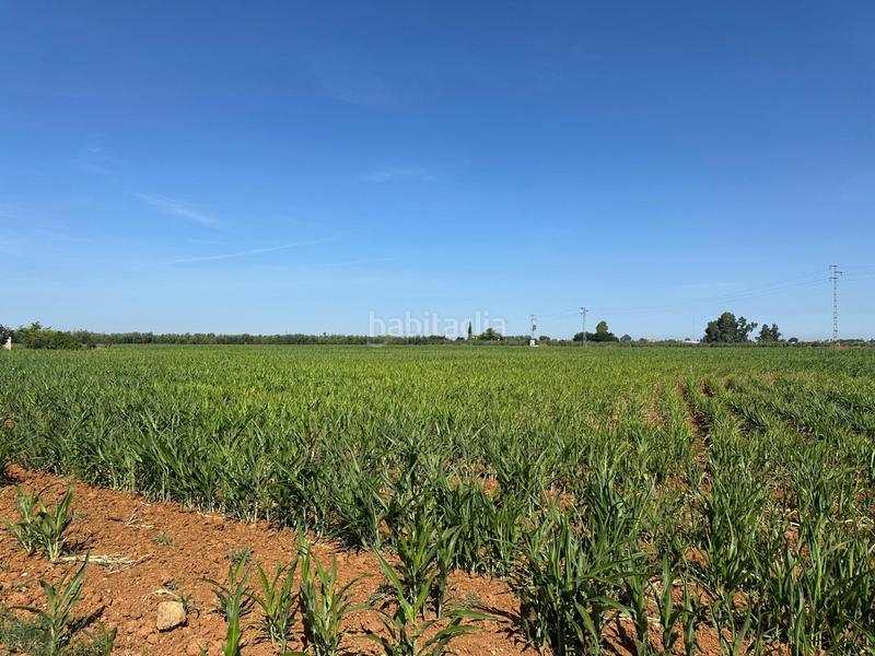 Foto a71d5cf8-3708-4be3-b3c3-ae4937312238. Fondo rustico in Centro Utrera