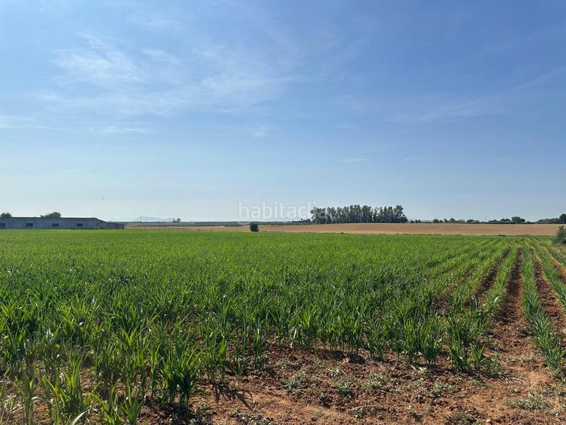 Foto a804cb1f-4ca7-4f82-9186-68eed02938a9. Fondo rustico in Centro Utrera