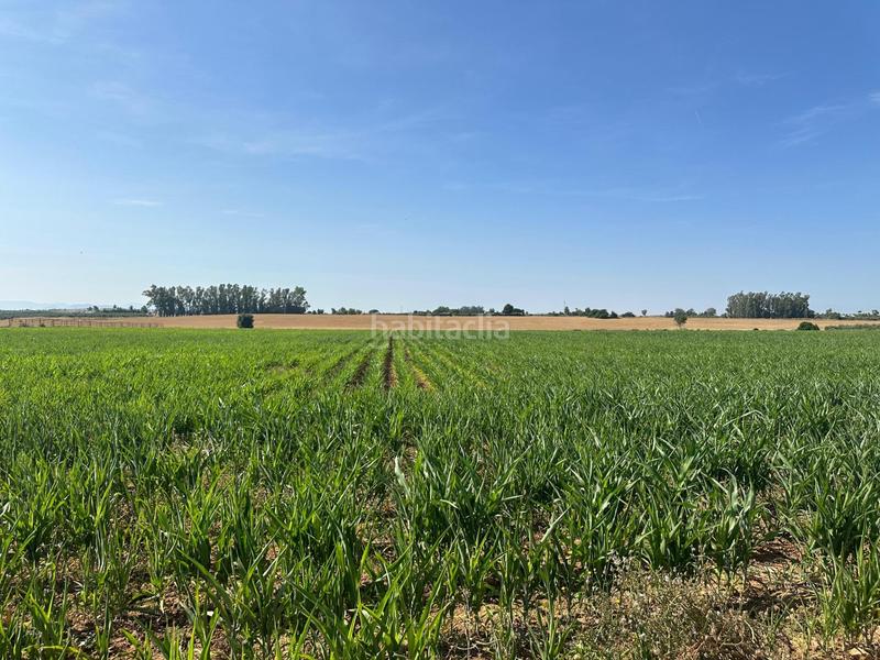 Foto fe78cb53-8817-4a50-bbbc-0bcd0ac81e3d. Fondo rustico in Centro Utrera