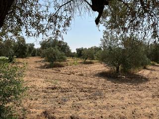 Propriété à Centro. Terreno agricola de olivos