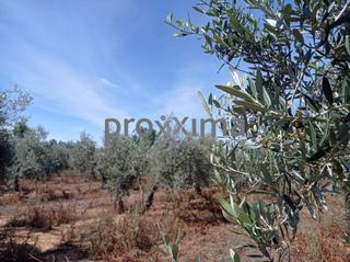 Finca rústica a La Paz. Olivar en producción con posibilidad de construir vivienda