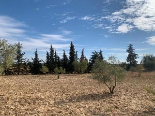 Fondo rustico in Villalba del Alcor. Magnifica parcela de 5.000 m2 en villalba del alcor huelva