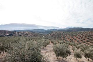 Masia a Loja. Magnifica finca 46 hectáreas de la cual plantada de olivos, apro