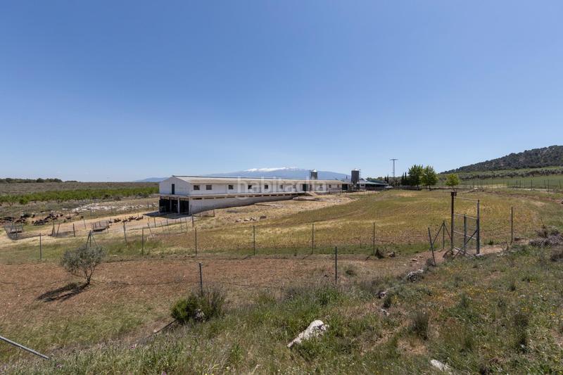 Foto b5f6df3f-3cbe-48f5-ab90-7c5a5c4e075a. Finca rústica en carretera facirretama s/n se vende explotacion agrícolaganadera en pleno funcionamiento en Padul