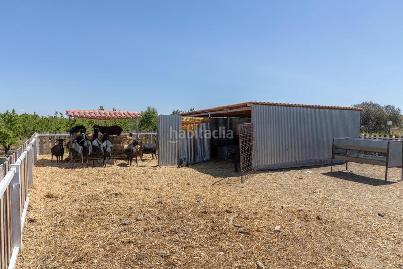 Foto bc837e2a-bf1a-4504-ae21-61300ee41a9a. Finca rústica en carretera facirretama s/n se vende explotacion agrícolaganadera en pleno funcionamiento en Padul