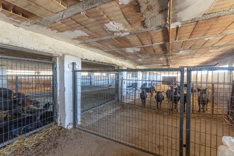 Foto be89cf68-51ab-4983-912b-1457b953869f. Finca rústica en carretera facirretama s/n se vende explotacion agrícolaganadera en pleno funcionamiento en Padul