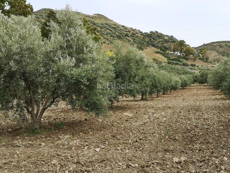 Foto 709bc409-2214-492a-94a6-1345fc40275b. Country house in n/a in Bobadilla - Bobadilla Estación - La Joya Antequera