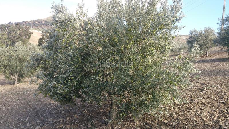 Foto 014fd402-3d1b-42bf-938d-64f229ed3bca. Masía en n/a en Bobadilla - Bobadilla Estación - La Joya Antequera