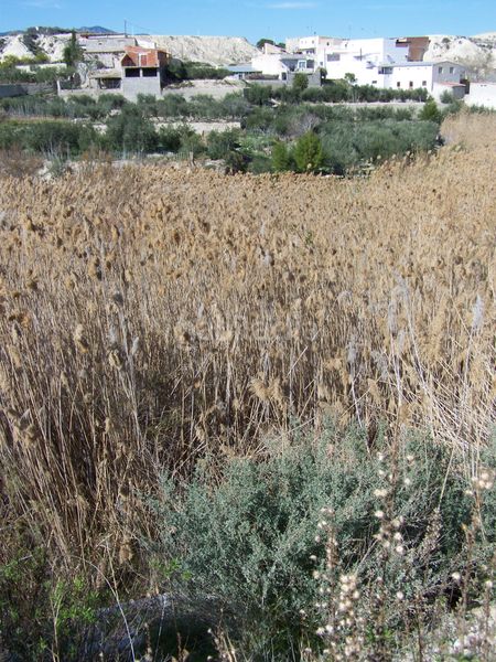 Foto abce04c8-da91-4b5d-9843-9bb7bd30f61a. Finca rústica a Albudeite