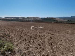 Solar industrial  Poligono 44. B finca rustica en cartaojal, antequera b