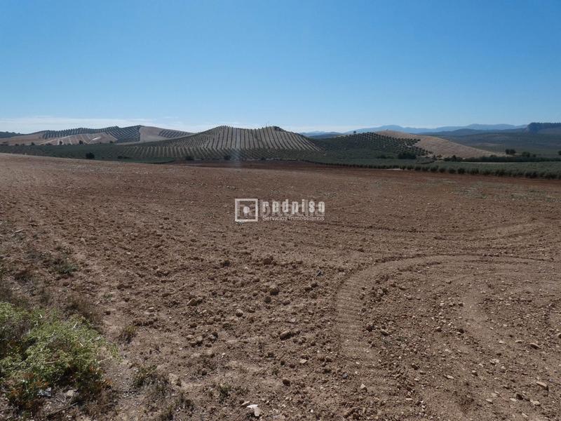 Foto 3d0e6024-64b9-493a-9cc2-37918299852f. Terrain industriel dans Centro Antequera
