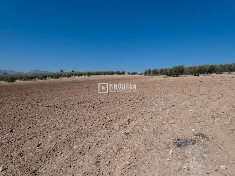 Foto b3399418-d535-45c2-87f7-9202854fa0bb. Terrain industriel dans Centro Antequera