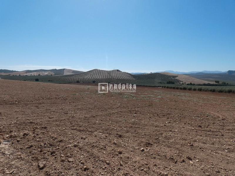 Foto c1e24dee-e3bd-4182-bb4f-42f4a3a9a4a5. Terrain industriel dans Centro Antequera