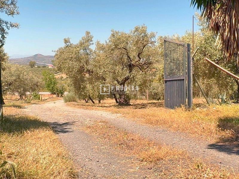 Foto 5f54f074-d5b1-47cf-97cd-e1672cc72f33. Chalet espectacular finca rústica de 25.000 m con casa, piscina, producción de olivos ubicada a pocos minutos , málaga en Colmenar