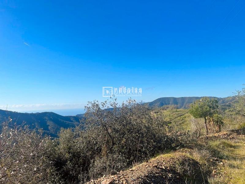 Foto d5d3b714-251f-4e3d-b384-76422fda209e. Terrain industriel dans Olías Málaga