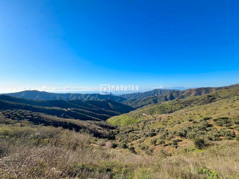 Foto 91c07250-745e-4669-830c-457e47bdd664. Terreny residencial a Olías Málaga