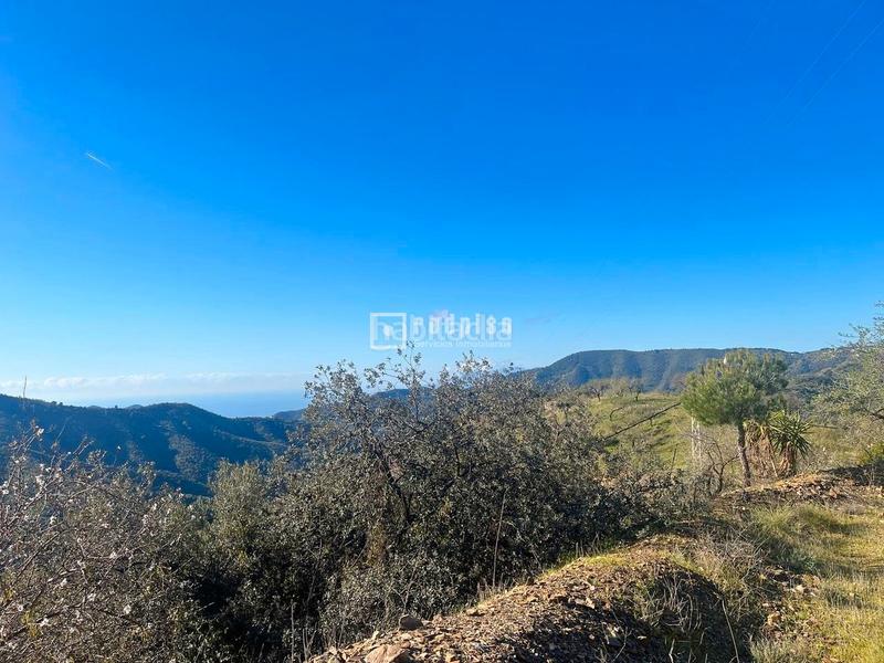 Foto c903c7d6-3c45-4609-9d46-71da2e2312f2. Terreny residencial a Olías Málaga