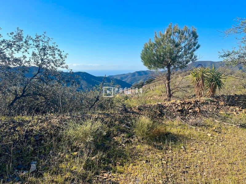 Foto d1bf667b-d615-41fa-a226-493e90d73508. Terreny residencial a Olías Málaga
