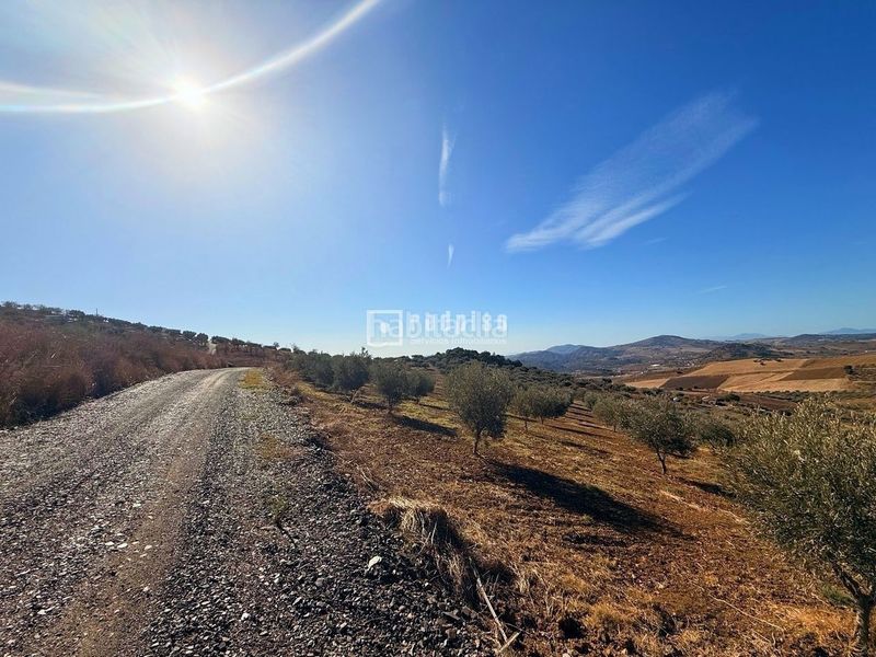 Foto ef22e6ae-8ff1-4f39-bab0-e5a1f3b5bf0b. Terreny residencial a Almogía