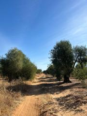 Residential Plot in Pilas. Oportunidad única para quienes buscan un espacio para desconecta