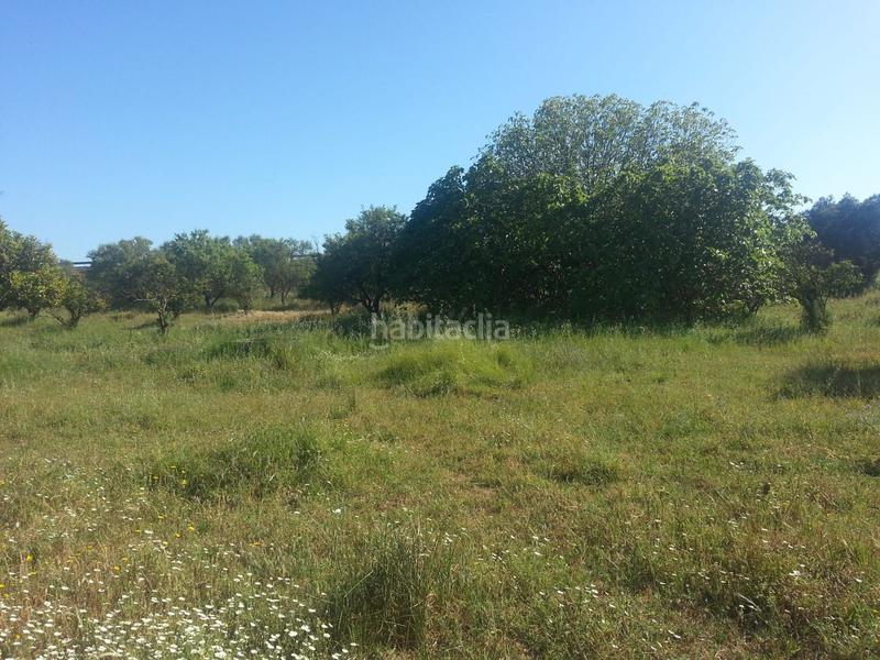 Foto 23b86882-95c8-4f7c-acee-42969ebfec82. Finca rústica a Rociana del Condado