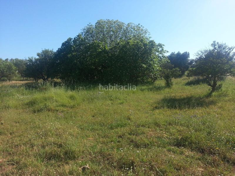 Foto 5ba36286-43a5-43b1-8be1-e040c319610b. Finca rústica a Rociana del Condado