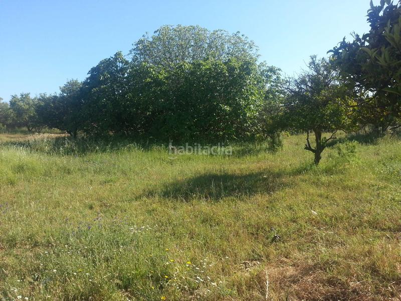Foto e306bdd9-f44a-4978-ae12-6f25ce443c13. Finca rústica a Rociana del Condado